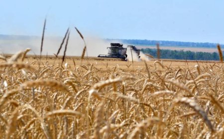 Corn and wheat prices jump to highest prices in more than three years
